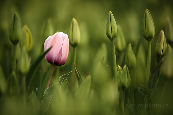 Holandské tulipány, Holandské tulipány, Autor: Ondřej Prosický | NaturePhoto.cz, Model: Canon EOS 5D Mark II, Objektiv: Canon EF 100mm f/2.8 Macro USM, Ohnisková vzdálenost (EQ35mm): 500 mm, stativ Gitzo, Clona: 4.0, Doba expozice: 1/5000 s, ISO: 400, Kompenzace expozice: -2/3, Blesk: Ne, Vytvořeno: 6. května 2010 16:11:57, ostrov Texel (Holandsko) 