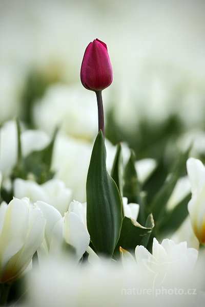 Holandské tulipány, Holandské tulipány, Autor: Ondřej Prosický | NaturePhoto.cz, Model: Canon EOS 5D Mark II, Objektiv: Canon EF 100mm f/2.8 Macro USM, Ohnisková vzdálenost (EQ35mm): 500 mm, stativ Gitzo, Clona: 7.1, Doba expozice: 1/5000 s, ISO: 640, Kompenzace expozice: -2/3, Blesk: Ne, Vytvořeno: 6. května 2010 16:07:10, ostrov Texel (Holandsko) 