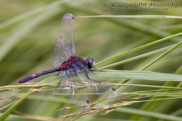 Vážka čárkovaná (Leucorrhinia dubia), Vážka čárkovaná (Leucorrhinia dubia), Autor: Ondřej Prosický, Model aparátu: Canon EOS 20D, Objektiv: Canon EF 100mm f/2.8 Macro USM, Ohnisková vzdálenost: 100.00 mm, fotografováno z ruky, Clona: 4.00, Doba expozice: 1/200 s, ISO: 400, Vyvážení expozice: -0.33, Blesk: Ne, Vytvořeno: 24. července 2005 15:22:53, Malé jeřábí jezero, Krušné Hory (ČR)