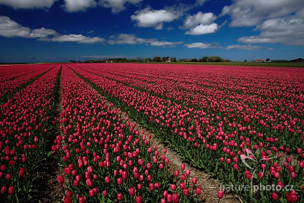 Holandské tulipány, Holandské tulipány, Autor: Ondřej Prosický | NaturePhoto.cz, Model: Canon EOS 5D Mark II, Objektiv: Canon EF 100mm f/2.8 Macro USM, Ohnisková vzdálenost (EQ35mm): 21 mm, stativ Gitzo, Clona: 13, Doba expozice: 1/80 s, ISO: 100, Kompenzace expozice: -1, Blesk: Ne, Vytvořeno: 5. května 2010 13:26:53, ostrov Texel (Holandsko) 