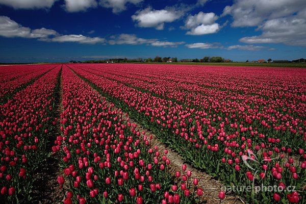 Holandské tulipány, Holandské tulipány, Autor: Ondřej Prosický | NaturePhoto.cz, Model: Canon EOS 5D Mark II, Objektiv: Canon EF 100mm f/2.8 Macro USM, Ohnisková vzdálenost (EQ35mm): 21 mm, stativ Gitzo, Clona: 13, Doba expozice: 1/80 s, ISO: 100, Kompenzace expozice: -1, Blesk: Ne, Vytvořeno: 5. května 2010 13:26:53, ostrov Texel (Holandsko) 