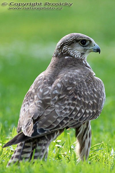 Raroh velký (Falco cherrug), Raroh velký (Falco cherrug), Saker Falcon, Autor: Ondřej Prosický, Model aparátu: Canon EOS 20D, Objektiv: Canon EF 400mm f/5.6 L USM, Ohnisková vzdálenost: 400.00 mm, monopod Manfrotto 681B + 234RC, Clona: 5.60, Doba expozice: 1/250 s, ISO: 200, Vyvážení expozice: 0.00, Blesk: Ano, Vytvořeno: 4. července 2005 17:46:52, Zayferus, Lednice (ČR) 