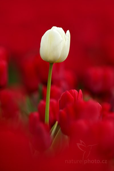 Holandské tulipány, Holandské tulipány, Autor: Ondřej Prosický | NaturePhoto.cz, Model: Canon EOS-1D Mark IV, Objektiv: Canon EF 100mm f/2.8 Macro USM, Ohnisková vzdálenost (EQ35mm): 650 mm, stativ Gitzo, Clona: 4.5, Doba expozice: 1/2500 s, ISO: 250, Kompenzace expozice: -2/3, Blesk: Ne, Vytvořeno: 5. května 2010 13:33:16, ostrov Texel (Holandsko)