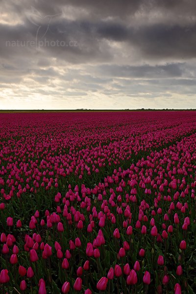 Holandské tulipány, Holandské tulipány, Autor: Ondřej Prosický | NaturePhoto.cz, Model: Canon EOS 5D Mark II, Objektiv: Canon EF 17-40mm f/4 L USM, Ohnisková vzdálenost (EQ35mm): 40 mm, stativ Gitzo, Clona: 16, Doba expozice: 1/13 s, ISO: 100, Kompenzace expozice: -1 2/3, Blesk: Ne, Vytvořeno: 4. května 2010 18:10:31, ostrov Texel (Holandsko) 
