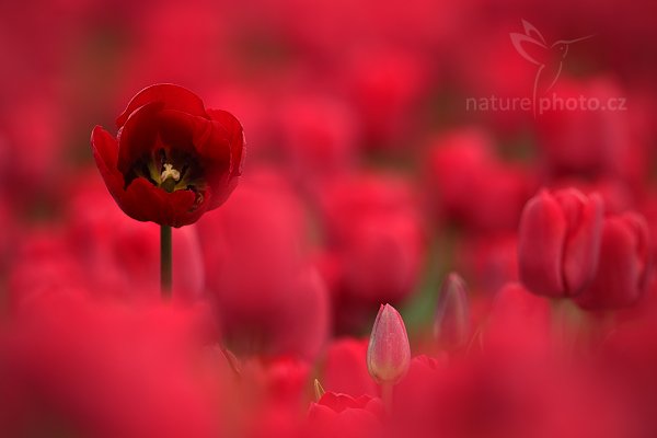 Holandské tulipány, Holandské tulipány, Autor: Ondřej Prosický | NaturePhoto.cz, Model: Canon EOS-1D Mark IV, Objektiv: Canon EF 100mm f/2.8 Macro USM, Ohnisková vzdálenost (EQ35mm): 650 mm, stativ Gitzo, Clona: 5.6, Doba expozice: 1/320 s, ISO: 250, Kompenzace expozice: 0, Blesk: Ne, Vytvořeno: 5. května 2010 13:43:37, ostrov Texel (Holandsko) 