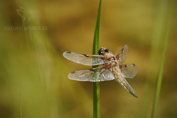 Vážka čtyřskvrnná (Libellula quadrimaculata), Vážka čtyřskvrnná (Libellula quadrimaculata), Four-spotted Chaser, Autor: Ondřej Prosický | NaturePhoto.cz, Model: Canon EOS-1D Mark III, Objektiv: Canon EF 500mm f/4 L IS USM, Ohnisková vzdálenost (EQ35mm): 910 mm, stativ Gitzo, Clona: 6.3, Doba expozice: 1/320 s, ISO: 100, Kompenzace expozice: -1/3, Blesk: Ne, Vytvořeno: 26. června 2010 14:18:23, Štramberk (Česko)