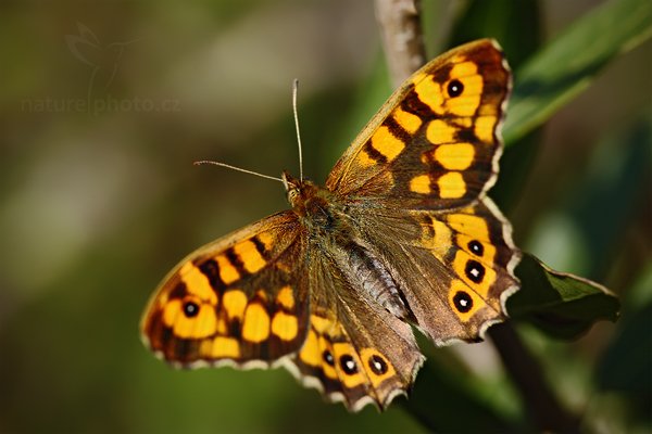 Okáč zední (Lasiommata megera), Okáč zední (Lasiommata megera) Wall Brown, Autor: Ondřej Prosický | NaturePhoto.cz, Model: Canon EOS 5D Mark II, Objektiv: Canon EF 100mm f/2.8 Macro USM, Ohnisková vzdálenost (EQ35mm): 100 mm, stativ Gitzo, Clona: 5.6, Doba expozice: 1/250 s, ISO: 200, Kompenzace expozice: -2/3, Blesk: Ne, Vytvořeno: 2. dubna 2010 15:33:24, Camargue (Francie) 