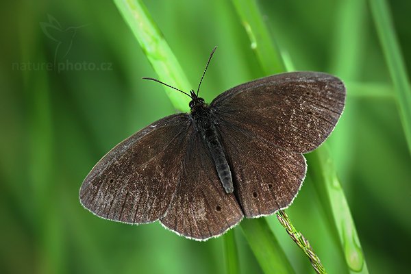 Okáč prosíčkový (Aphantopus hyperantus), Okáč prosíčkový (Aphantopus hyperantus), Ringlet, Autor: Ondřej Prosický | NaturePhoto.cz, Model: Canon EOS 5D Mark II, Objektiv: Canon EF 100mm f/2.8 Macro USM, Ohnisková vzdálenost (EQ35mm): 100 mm, stativ Gitzo, Clona: 3.5, Doba expozice: 1/125 s, ISO: 1600, Kompenzace expozice: -1 1/3, Blesk: Ne, Vytvořeno: 6. července 2010 8:12:43, Prachaticko, Šumava (Česko)