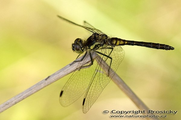 Vážka tmavá (Sympetrum danae), Vážka tmavá (Sympetrum danae), Autor: Ondřej Prosický, model aparátu: Canon EOS 20D DIGITAL, objektiv: Canon EF 100mm f/2,8 Macro USM, fotografováno z ruky, AF, clona: 4,5, doba expozice: 1/200 s, ISO: 100, korekce expozice -1/3 EV (pro jistotu, mělo být do plusu +2/3), blesk: ne (ale rozhodně byl potřeba), vytvořeno: 28. srpna 2005 15:07, rašeliniště JZ od Horního Slavkova (ČR)
