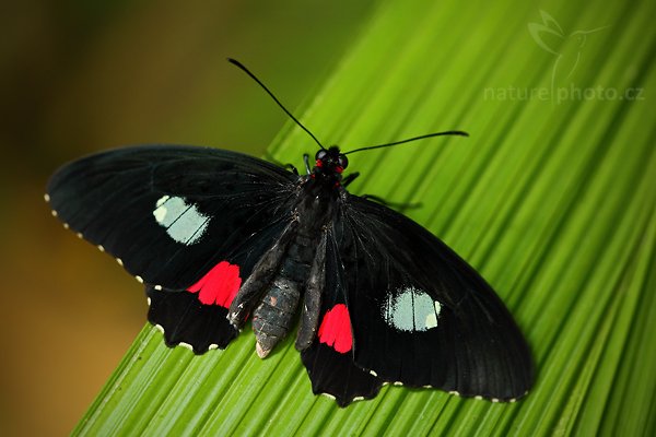 Parides lycimenes, Parides lycimenes, Autor: Ondřej Prosický | NaturePhoto.cz, Model: Canon EOS 5D Mark II, Objektiv: Canon EF 100mm f/2.8 Macro USM, Ohnisková vzdálenost (EQ35mm): 100 mm, stativ Gitzo, Clona: 5.0, Doba expozice: 1/80 s, ISO: 500, Kompenzace expozice: -2/3, Blesk: Ano, Vytvořeno: 24. dubna 2010 14:10:40, skleník Fatamorgana, Praha - Troja (Česko)