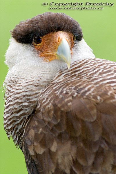 Karančo jižní (Caracara plancus), Karančo jižní (Caracara plancus), Crested caracara, Autor: Ondřej Prosický, Model aparátu: Canon EOS 20D, Objektiv: Canon EF 400mm f/5.6 L USM, Ohnisková vzdálenost: 400.00 mm, monopod Manfrotto 681B + 234RC, Clona: 5.60, Doba expozice: 1/160 s, ISO: 400, Vyvážení expozice: 0.33, Blesk: Ano, Vytvořeno: 5. července 2005 11:19:01, Zayferus, Lednice (ČR)
= Caracara planchus
= Polyborus planchus
= Polyborus plancus