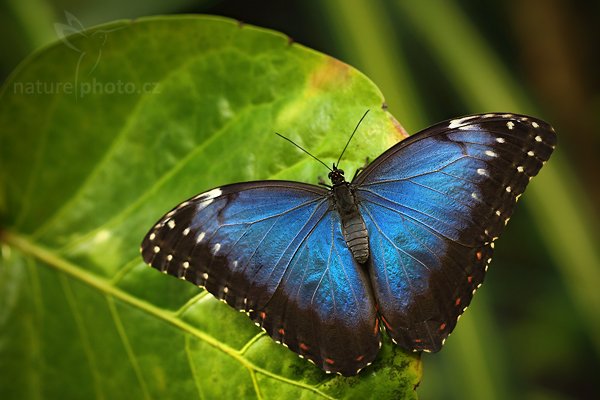 Peleides Blue Morpho (Morpho peleides), Peleides Blue Morpho (Morpho peleides), Autor: Ondřej Prosický | NaturePhoto.cz, Model: Canon EOS 5D Mark II, Objektiv: Canon EF 100mm f/2.8 Macro USM, Ohnisková vzdálenost (EQ35mm): 100 mm, stativ Gitzo, Clona: 4.0, Doba expozice: 1/100 s, ISO: 400, Kompenzace expozice: -1/3, Blesk: Ne, Vytvořeno: 24. dubna 2010 13:41:00, skleník Fatamorgana, Praha - Troja (Česko)