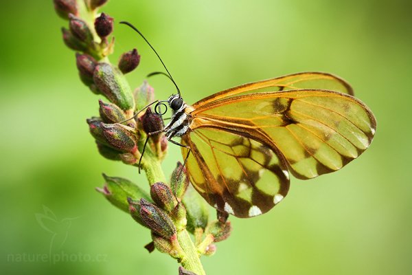 Pteronymia fumida, Pteronymia fumida, Autor: Ondřej Prosický | NaturePhoto.cz, Model: Canon EOS 7D, Objektiv: Canon EF 100mm f/2.8 Macro USM, Ohnisková vzdálenost (EQ35mm): 160 mm, stativ Gitzo, Clona: 5.6, Doba expozice: 1/60 s, ISO: 500, Kompenzace expozice: 0, Blesk: Ne, Vytvořeno: 27. listopadu 2009 14:11:08, Baeza (Ekvádor)