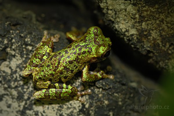 Rosnička Lancasterova (Hyla lancasteri), Rosnička Lancasterova (Hyla lancasteri), Lancasters Treefrog, Autor: Ondřej Prosický | NaturePhoto.cz, Model: Canon EOS-1D Mark III, Objektiv: Canon EF 500 mm f/4 L IS USM, Ohnisková vzdálenost (EQ35mm): 130 mm, stativ Gitzo, Clona: 4.0, Doba expozice: 1/100 s, ISO: 1000, Kompenzace expozice: 0, Blesk: Ano, Vytvořeno: 5. února 2008 18:19:50, La Paz (Kostarika)