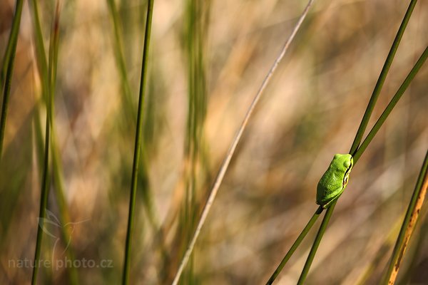 Rosnička zelená (Hyla arborea), Rosnička zelená (Hyla arborea), European tree frog, Autor: Ondřej Prosický | NaturePhoto.cz, Model: Canon EOS 5D Mark II, Objektiv: Canon EF 500 mm f/4 L IS USM, Ohnisková vzdálenost (EQ35mm): 100 mm, stativ Gitzo, Clona: 2.8, Doba expozice: 1/1250 s, ISO: 100, Kompenzace expozice: -1/3, Blesk: Ne, Vytvořeno: 2. dubna 2010 15:19:19, Camargue (Francie)