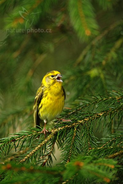 Zvonohlík zahradní (Serinus serinus), Zvonohlík zahradní (Serinus serinus), Serin, Autor: Ondřej Prosický | NaturePhoto.cz, Model: Canon EOS-1D Mark IV, Objektiv: Canon EF 500 mm f/4 L IS USM, Ohnisková vzdálenost (EQ35mm): 910 mm, stativ Gitzo, Clona: 5.6, Doba expozice: 1/80 s, ISO: 800, Kompenzace expozice: -2/3, Blesk: Ne, Vytvořeno: 1. května 2010 7:49:43, Prachaticko, Šumava (Česko)