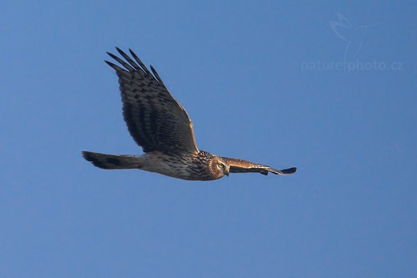 Moták pilich (Circus cyaneus), Moták pilich (Circus cyaneus), Hen Harrier, Autor: Ondřej Prosický | NaturePhoto.cz, Model: Canon EOS-1D Mark III, Objektiv: Canon EF 500 mm f/4 L IS USM, Ohnisková vzdálenost (EQ35mm): 910 mm, stativ Gitzo, Clona: 7.1, Doba expozice: 1/1250 s, ISO: 400, Kompenzace expozice: -1/3, Blesk: Ne, Vytvořeno: 17. dubna 2010 7:36:00, Prachaticko, Šumava (Česko)