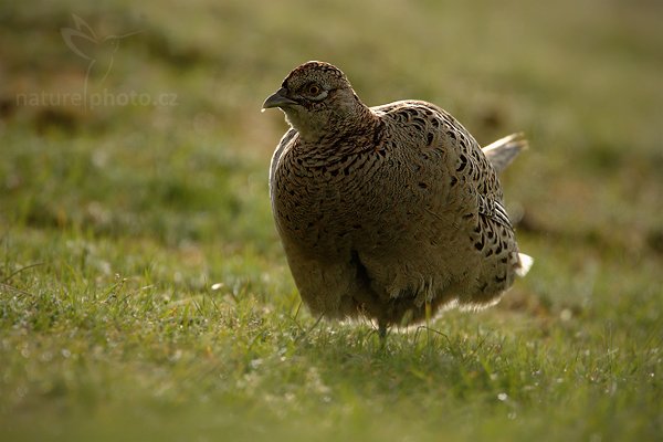 Bažant obecný (Phasianus colchicus), Bažant obecný (Phasianus colchicus), Common Pheasant, Autor: Ondřej Prosický | NaturePhoto.cz, Model: Canon EOS-1D Mark IV, Objektiv: Canon EF 500 mm f/4 L IS USM, Ohnisková vzdálenost (EQ35mm): 910 mm, stativ Gitzo, Clona: 5.6, Doba expozice: 1/2500 s, ISO: 800, Kompenzace expozice: -1/3, Blesk: Ne, Vytvořeno: 5. května 2010 8:21:10, ostrov Texel (Holandsko)