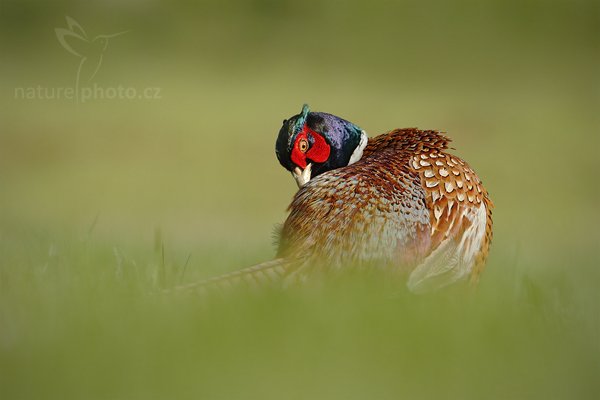 Bažant obecný (Phasianus colchicus), Bažant obecný (Phasianus colchicus) Common Pheasant, Autor: Ondřej Prosický | NaturePhoto.cz, Model: Canon EOS-1D Mark IV, Objektiv: Canon EF 500 mm f/4 L IS USM, Ohnisková vzdálenost (EQ35mm): 650 mm, stativ Gitzo, Clona: 8.0, Doba expozice: 1/400 s, ISO: 200, Kompenzace expozice: 0, Blesk: Ne, Vytvořeno: 5. května 2010 8:41:17, ostrov Texel (Holandsko)