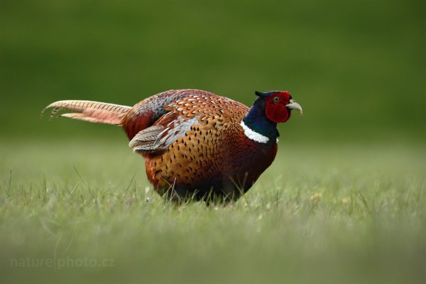 Bažant obecný (Phasianus colchicus), Bažant obecný (Phasianus colchicus) Common Pheasant, Autor: Ondřej Prosický | NaturePhoto.cz, Model: Canon EOS-1D Mark IV, Objektiv: Canon EF 500 mm f/4 L IS USM, Ohnisková vzdálenost (EQ35mm): 650 mm, stativ Gitzo, Clona: 6.3, Doba expozice: 1/400 s, ISO: 400, Kompenzace expozice: -1/3, Blesk: Ne, Vytvořeno: 5. května 2010 8:29:34, ostrov Texel (Holandsko)