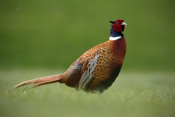 Bažant obecný (Phasianus colchicus), Bažant obecný (Phasianus colchicus), Common Pheasant, Autor: Ondřej Prosický | NaturePhoto.cz, Model: Canon EOS-1D Mark IV, Objektiv: Canon EF 500 mm f/4 L IS USM, Ohnisková vzdálenost (EQ35mm): 650 mm, stativ Gitzo, Clona: 6.3, Doba expozice: 1/320 s, ISO: 400, Kompenzace expozice: 0, Blesk: Ne, Vytvořeno: 5. května 2010 8:32:31 , ostrov Texel (Holandsko)