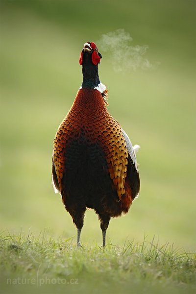 Bažant obecný (Phasianus colchicus), Bažant obecný (Phasianus colchicus), Common Pheasant, Autor: Ondřej Prosický | NaturePhoto.cz, Model: Canon EOS-1D Mark IV, Objektiv: Canon EF 500 mm f/4 L IS USM, Ohnisková vzdálenost (EQ35mm): 910 mm, stativ Gitzo, Clona: 6.3, Doba expozice: 1/400 s, ISO: 400, Kompenzace expozice: 0, Blesk: Ne, Vytvořeno: 5. května 2010 8:23:01, ostrov Texel (Holandsko)