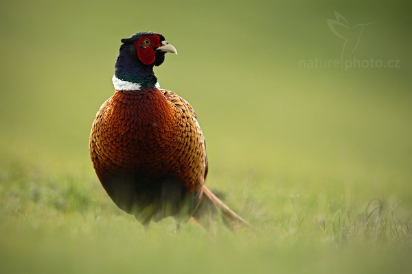 Bažant obecný (Phasianus colchicus), Bažant obecný (Phasianus colchicus), Common Pheasant, Autor: Ondřej Prosický | NaturePhoto.cz, Model: Canon EOS-1D Mark IV, Objektiv: Canon EF 500 mm f/4 L IS USM, Ohnisková vzdálenost (EQ35mm): 910 mm, stativ Gitzo, Clona: 6.3, Doba expozice: 1/640 s, ISO: 400, Kompenzace expozice: -2/3, Blesk: Ne, Vytvořeno: 5. května 2010 8:24:06, ostrov Texel (Holandsko) 