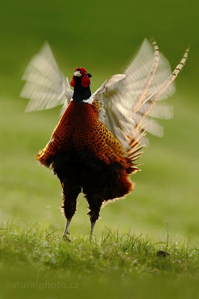 Bažant obecný (Phasianus colchicus), Bažant obecný (Phasianus colchicus), Common Pheasant, Autor: Ondřej Prosický | NaturePhoto.cz, Model: Canon EOS-1D Mark IV, Objektiv: Canon EF 500 mm f/4 L IS USM, Ohnisková vzdálenost (EQ35mm): 910 mm, stativ Gitzo, Clona: 6.3, Doba expozice: 1/400 s, ISO: 400, Kompenzace expozice: 0, Blesk: Ne, Vytvořeno: 5. května 2010 8:23:01, ostrov Texel (Holandsko)