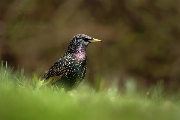 Špaček obecný (Sturnus vulgaris), Špaček obecný (Sturnus vulgaris), European Starling, Autor: Ondřej Prosický | NaturePhoto.cz, Model: Canon EOS 5D Mark II, Objektiv: Canon EF 500 mm f/4 L IS USM, Ohnisková vzdálenost (EQ35mm): 700 mm, stativ Gitzo, Clona: 6.3, Doba expozice: 1/500 s, ISO: 500, Kompenzace expozice: -1/3, Blesk: Ano, Vytvořeno: 10. dubna 2010 15:59:46 , Berlin (Německo)