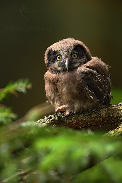 Sýc rousný (Aegolius funereus), Sýc rousný (Aegolius funereus), Boreal Owl, Autor: Ondřej Prosický | NaturePhoto.cz, Model: Canon EOS 5D Mark II, Objektiv: Canon EF 500 mm f/4 L IS USM, Ohnisková vzdálenost (EQ35mm): 500 mm, stativ Gitzo, Clona: 5.6, Doba expozice: 1/100 s, ISO: 800, Kompenzace expozice: 0, Blesk: Ano, Vytvořeno: 5. července 2010 16:01:43 , Prachaticko, Šumava (Česko)