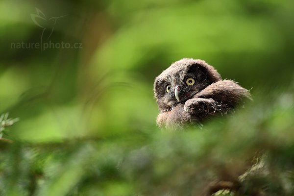 Sýc rousný (Aegolius funereus), Sýc rousný (Aegolius funereus), Boreal Owl, Autor: Ondřej Prosický | NaturePhoto.cz, Model: Canon EOS 5D Mark II, Objektiv: Canon EF 500 mm f/4 L IS USM, Ohnisková vzdálenost (EQ35mm): 500 mm, stativ Gitzo, Clona: 5.6, Doba expozice: 1/200 s, ISO: 1250, Kompenzace expozice: 0, Blesk: Ano, Vytvořeno: 5. července 2010 15:57:01, Prachaticko, Šumava (Česko)