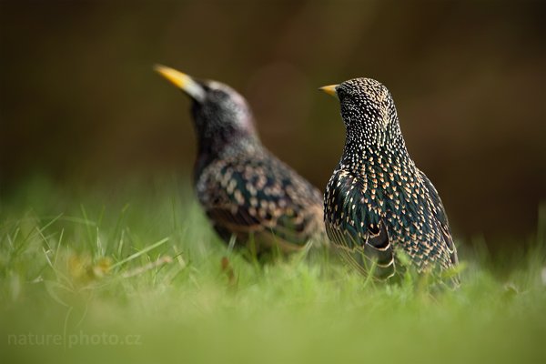 Špaček obecný (Sturnus vulgaris), Špaček obecný (Sturnus vulgaris), European Starling, Autor: Ondřej Prosický | NaturePhoto.cz, Model: Canon EOS 5D Mark II, Objektiv: Canon EF 500 mm f/4 L IS USM, Ohnisková vzdálenost (EQ35mm): 700 mm, stativ Gitzo, Clona: 6.3, Doba expozice: 1/800 s, ISO: 500, Kompenzace expozice: -1/3, Blesk: Ano, Vytvořeno: 10. dubna 2010 15:58:23, Berlin (Německo) 