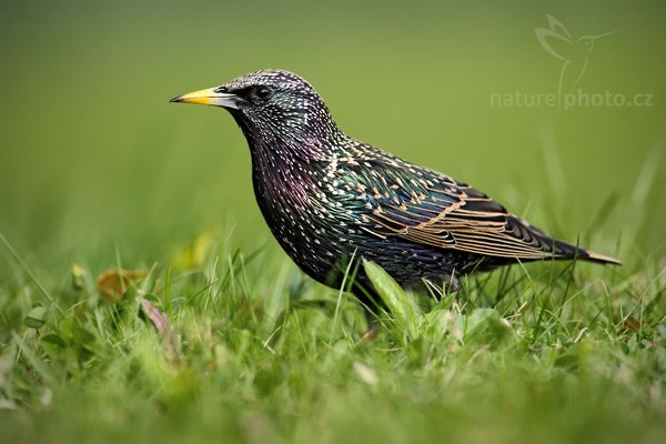 Špaček obecný (Sturnus vulgaris), Špaček obecný (Sturnus vulgaris) European Starling, Autor: Ondřej Prosický | NaturePhoto.cz, Model: Canon EOS 5D Mark II, Objektiv: Canon EF 500 mm f/4 L IS USM, Ohnisková vzdálenost (EQ35mm): 700 mm, stativ Gitzo, Clona: 6.3, Doba expozice: 1/320 s, ISO: 500, Kompenzace expozice: -1/3, Blesk: Ne, Vytvořeno: 10. dubna 2010 16:04:23, Berlin (Německo)