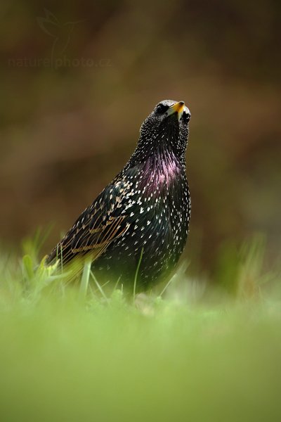 Špaček obecný (Sturnus vulgaris), Špaček obecný (Sturnus vulgaris), Autor: Ondřej Prosický | NaturePhoto.cz, Model: Canon EOS 5D Mark II, Objektiv: Canon EF 500 mm f/4 L IS USM, Ohnisková vzdálenost (EQ35mm): 700 mm, stativ Gitzo, Clona: 6.3, Doba expozice: 1/400 s, ISO: 500, Kompenzace expozice: -1/3, Blesk: Ano, Vytvořeno: 10. dubna 2010 15:59:44, Berlin (Německo)