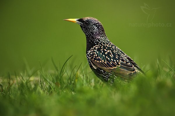 Špaček obecný (Sturnus vulgaris), Špaček obecný (Sturnus vulgaris), European Starling, Autor: Ondřej Prosický | NaturePhoto.cz, Model: Canon EOS 5D Mark II, Objektiv: Canon EF 500 mm f/4 L IS USM, Ohnisková vzdálenost (EQ35mm): 700 mm, stativ Gitzo, Clona: 6.3, Doba expozice: 1/400 s, ISO: 500, Kompenzace expozice: -1/3, Blesk: Ne, Vytvořeno: 10. dubna 2010 16:02:16, Berlin (Německo) 