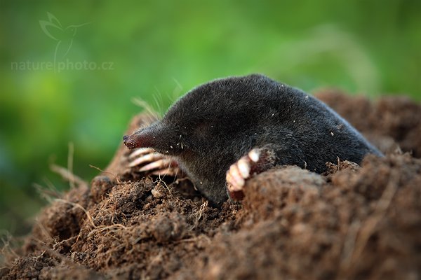 Krtek obecný (Talpa europea), Krtek obecný (Talpa europea), European Mole, Autor: Ondřej Prosický | NaturePhoto.cz, Model: Canon EOS 5D Mark II, Objektiv: Canon EF 500 mm f/4 L IS USM, Ohnisková vzdálenost (EQ35mm): 100 mm, stativ Gitzo, Clona: 6.3, Doba expozice: 2.0 s, ISO: 100, Kompenzace expozice: -2/3, Blesk: Ne, Vytvořeno: 2. července 2010 21:06:56, mrtvé zvíře, Prachaticko, Šumava (Česko)