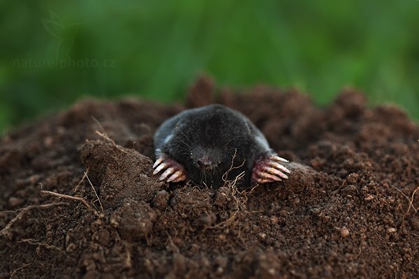 Krtek obecný (Talpa europea), Krtek obecný (Talpa europea), European Mole, Autor: Ondřej Prosický | NaturePhoto.cz, Model: Canon EOS 5D Mark II, Objektiv: Canon EF 500 mm f/4 L IS USM, Ohnisková vzdálenost (EQ35mm): 100 mm, stativ Gitzo, Clona: 3.5, Doba expozice: 1/100 s, ISO: 1600, Kompenzace expozice: -1, Blesk: Ne, Vytvořeno: 2. července 2010 21:02:13, mrtvé zvíře, Prachaticko, Šumava (Česko)