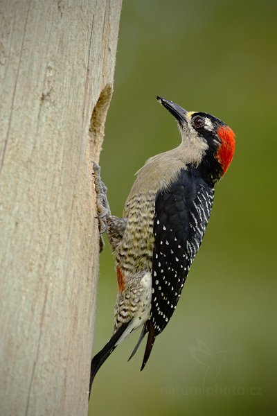 Datel černolící (Melanerpes pucherani), Datel černolící (Melanerpes pucherani), Black-cheeked Woodpecker, Autor: Ondřej Prosický | NaturePhoto.cz, Model: Canon EOS-1D Mark III, Objektiv: Canon EF 500 mm f/4 L IS USM, Ohnisková vzdálenost (EQ35mm): 520 mm, stativ Gitzo, Clona: 6.3, Doba expozice: 1/320 s, ISO: 400, Kompenzace expozice: 0, Blesk: Ano, Vytvořeno: 16. února 2008 9:25:54, RNVS Cano Negro (Kostarika)