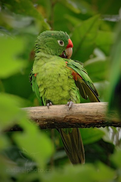 Aratinga rudočelý (Aratinga finschi), Aratinga rudočelý (Aratinga finschi), Crimson-fronted Parakeet, Autor: Ondřej Prosický | NaturePhoto.cz, Model: Canon EOS-1D Mark III, Objektiv: Canon EF 500 mm f/4 L IS USM, Ohnisková vzdálenost (EQ35mm): 520 mm, stativ Gitzo, Clona: 6.3, Doba expozice: 1/320 s, ISO: 640, Kompenzace expozice: -1, Blesk: Ano, Vytvořeno: 17. února 2008 11:02:05, La Paz (Kostarika)