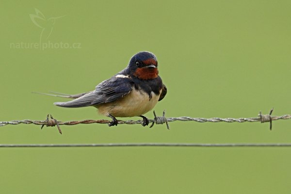 Vlaštovka obecná (Hirundo rustica), Vlaštovka obecná (Hirundo rustica), Barn Swallow, Autor: Ondřej Prosický | NaturePhoto.cz, Model: Canon EOS-1D Mark IV, Objektiv: Canon EF 500 mm f/4 L IS USM, Ohnisková vzdálenost (EQ35mm): 650 mm, stativ Gitzo, Clona: 5.0, Doba expozice: 1/1250 s, ISO: 400, Kompenzace expozice: 0, Blesk: Ne, Vytvořeno: 4. května 2010 14:27:29, ostrov Texel (Holandsko)