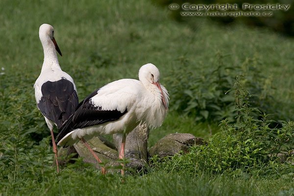 Čáp bílý (Ciconia ciconia), Autor: Ondřej Prosický, Model aparátu: Canon EOS 20D, Objektiv: Canon EF 400mm f/5.6 L USM, Ohnisková vzdálenost: 400.00 mm, monopod Manfrotto 681B + 234RC, Clona: 6.30, Doba expozice: 1/500 s, ISO: 100, Vyvážení expozice: -0.33, Blesk: Ne, Vytvořeno: 24. července 2005 9:27:59 