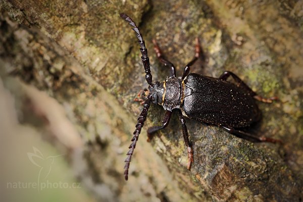 Tesařík piluna (Prionus coriarius), Tesařík piluna (Prionus coriarius) Tanner Beetle, Autor: Ondřej Prosický | NaturePhoto.cz, Model: Canon EOS 5D Mark II, Objektiv: Canon EF 100 mm f/2.8 L IS Macro USM, Ohnisková vzdálenost (EQ35mm): 100 mm, stativ Gitzo, Clona: 7.1, Doba expozice: 1/15 s, ISO: 500, Kompenzace expozice: 0, Blesk: Ne, Vytvořeno: 19. července 2010 17:01:00, Doksy (Česko) 