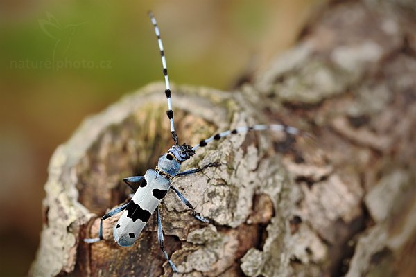 Tesařík alpský (Rosalia alpina), Tesařík alpský (Rosalia alpina) Rosalia Longicorn, Autor: Ondřej Prosický | NaturePhoto.cz, Model: Canon EOS 5D Mark II, Objektiv: Canon EF 100 mm f/2.8 L Macro IS USM, Ohnisková vzdálenost (EQ35mm): 100 mm, fotografováno z ruky, Clona: 4.0, Doba expozice: 1/60 s, ISO: 100, Kompenzace expozice: -1/3, Blesk: Ano, Vytvořeno: 20. července 2010 12:53:10, Doksy (Česko)