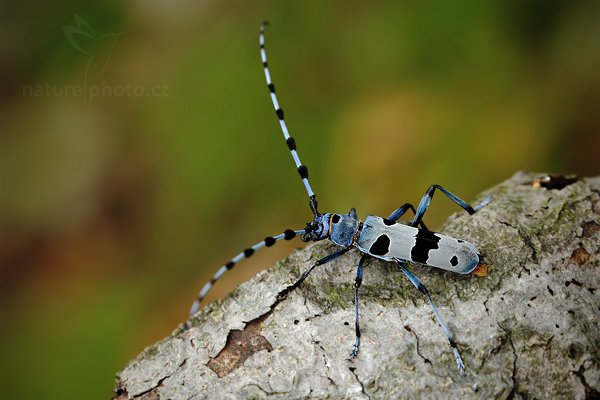 Tesařík alpský (Rosalia alpina), Tesařík alpský (Rosalia alpina) Rosalia Longicorn, Autor: Ondřej Prosický | NaturePhoto.cz, Model: Canon EOS 5D Mark II, Objektiv: Canon EF 100 mm f/2.8 L Macro IS USM, Ohnisková vzdálenost (EQ35mm): 100 mm, fotografováno z ruky, Clona: 6.3, Doba expozice: 1/125 s, ISO: 800, Kompenzace expozice: 0, Blesk: Ano, Vytvořeno: 20. července 2010 12:37:34, Doksy (Česko)