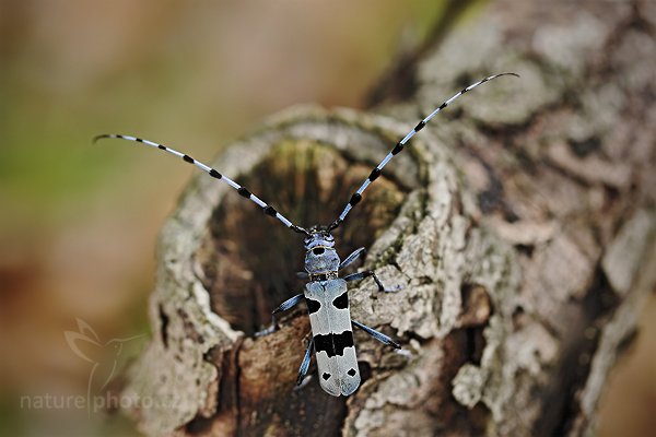 Tesařík alpský (Rosalia alpina), Tesařík alpský (Rosalia alpina) Rosalia Longicorn, Autor: Ondřej Prosický | NaturePhoto.cz, Model: Canon EOS 5D Mark II, Objektiv: Canon EF 100 mm f/2.8 L Macro IS USM, Ohnisková vzdálenost (EQ35mm): 100 mm, fotografováno z ruky, Clona: 4.0, Doba expozice: 1/60 s, ISO: 100, Kompenzace expozice: -1/3, Blesk: Ano, Vytvořeno: 20. července 2010 12:53:10, Doksy (Česko)