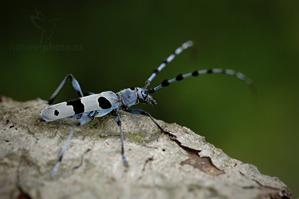 Tesařík alpský (Rosalia alpina), Tesařík alpský (Rosalia alpina) Rosalia Longicorn, Autor: Ondřej Prosický | NaturePhoto.cz, Model: Canon EOS 5D Mark II, Objektiv: Canon EF 100 mm f/2.8 L Macro IS USM, Ohnisková vzdálenost (EQ35mm): 100 mm, fotografováno z ruky, Clona: 5.0, Doba expozice: 1/160 s, ISO: 800, Kompenzace expozice: -1/3, Blesk: Ano, Vytvořeno: 20. července 2010 12:36:42, Doksy (Česko)