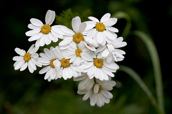 Kopretina chocholčnatá (Tanacetum Corimbosum), Autor: Ondřej Prosický, Model aparátu: Canon EOS 20D, Objektiv: Canon EF 100mm f/2.8 Macro USM, Ohnisková vzdálenost: 100.00 mm, fotografováno z ruky, Clona: 4.50, Doba expozice: 1/250 s, ISO: 200, Vyvážení expozice: 0.00, Blesk: Ne, Vytvořeno: 25. června 2005 16:05:33, nedaleko Loděnic (ČR) 