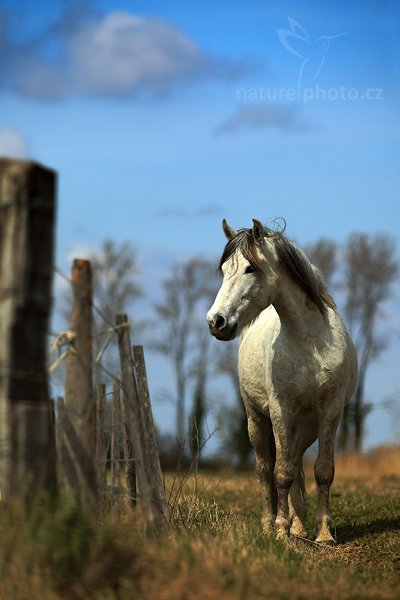 Camargský kůň (Equus), Camargský kůň (Equus) Camargue Horse,Autor: Ondřej Prosický | NaturePhoto.cz, Model: Canon EOS 5D Mark II, Objektiv: Canon EF 17-40mm f/4 L USM, Ohnisková vzdálenost (EQ35mm): 200 mm, stativ Gitzo, Clona: 3.5, Doba expozice: 1/1250 s, ISO: 100, Kompenzace expozice: 0, Blesk: Ne, Vytvořeno: 2. dubna 2010 13:38:07, Camargue (Francie) 