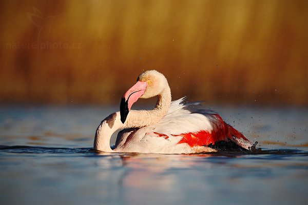 Plameňák růžový (Phoenicopterus ruber), Plameňák růžový (Phoenicopterus ruber), Greater Flamingo, Autor: Ondřej Prosický | NaturePhoto.cz, Model: Canon EOS 5D Mark II, Objektiv: Canon EF 500 mm f/4 L IS USM, Ohnisková vzdálenost (EQ35mm): 500 mm, stativ Gitzo, Clona: 7.1, Doba expozice: 1/2500 s, ISO: 200, Kompenzace expozice: -1 1/3, Blesk: Ne, Vytvořeno: 1. dubna 2010 17:33:10, Réserve Nationale Camargue (Francie)