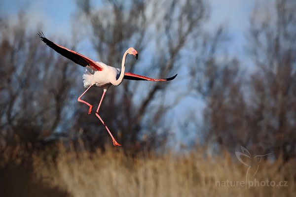 Plameňák růžový (Phoenicopterus ruber), Plameňák růžový (Phoenicopterus ruber), Greater Flamingo, Autor: Ondřej Prosický | NaturePhoto.cz, Model: Canon EOS 5D Mark II, Objektiv: Canon EF 500 mm f/4 L IS USM, Ohnisková vzdálenost (EQ35mm): 500 mm, stativ Gitzo, Clona: 7.1, Doba expozice: 1/1000 s, ISO: 100, Kompenzace expozice: -1, Blesk: Ne, Vytvořeno: 31. března 2010 16:46:18, Réserve Nationale Camargue (Francie)